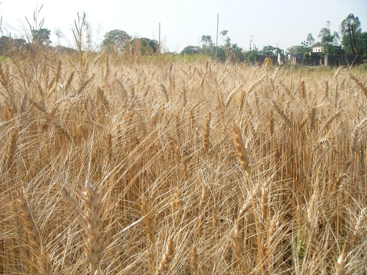 Agricultural Land in Fatehabad Town