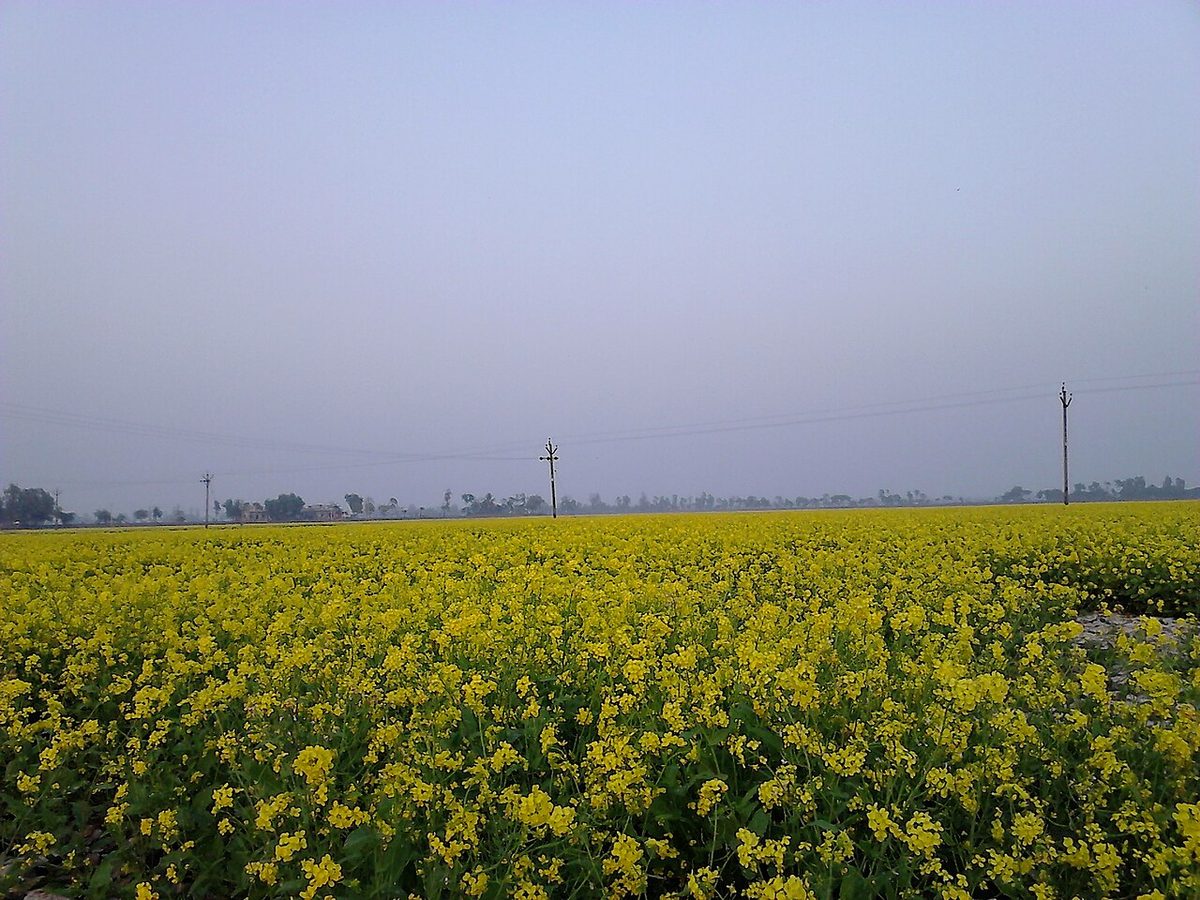 1.5 Acre Agricultural Land in Etmadpur photo 1
