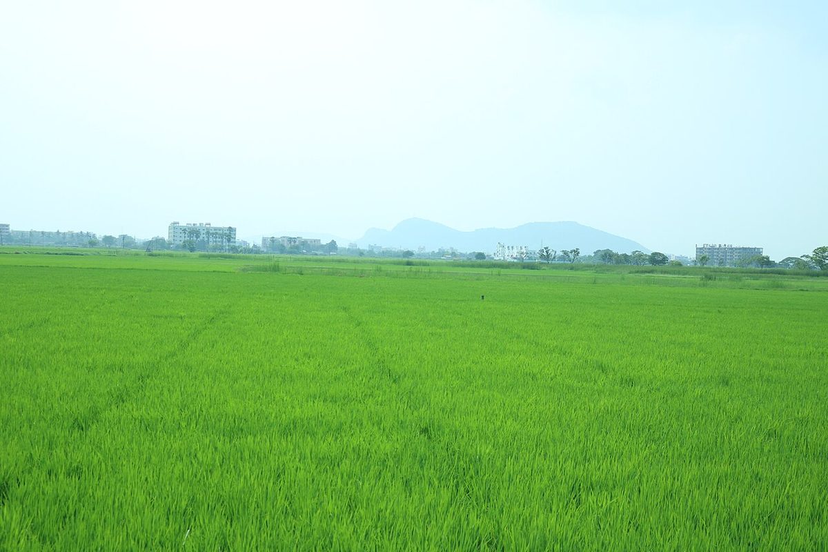 3 Bigha Agricultural Land in Kiraoli photo 2