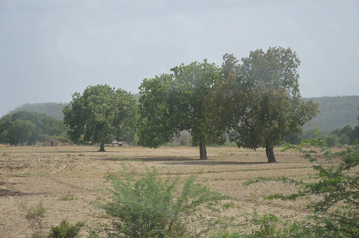 Commercial Plot in Tajganj