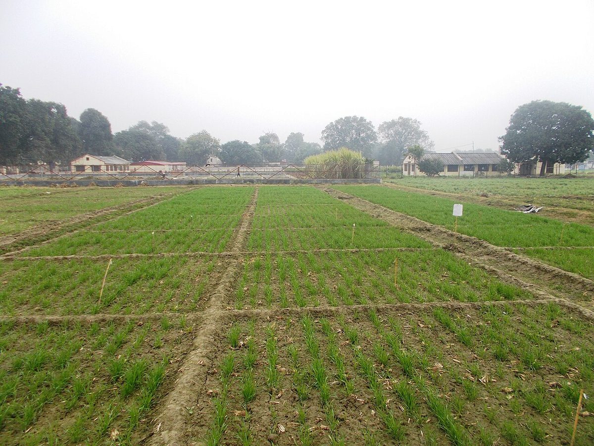 Wheat crop in an Uttar Pradesh field