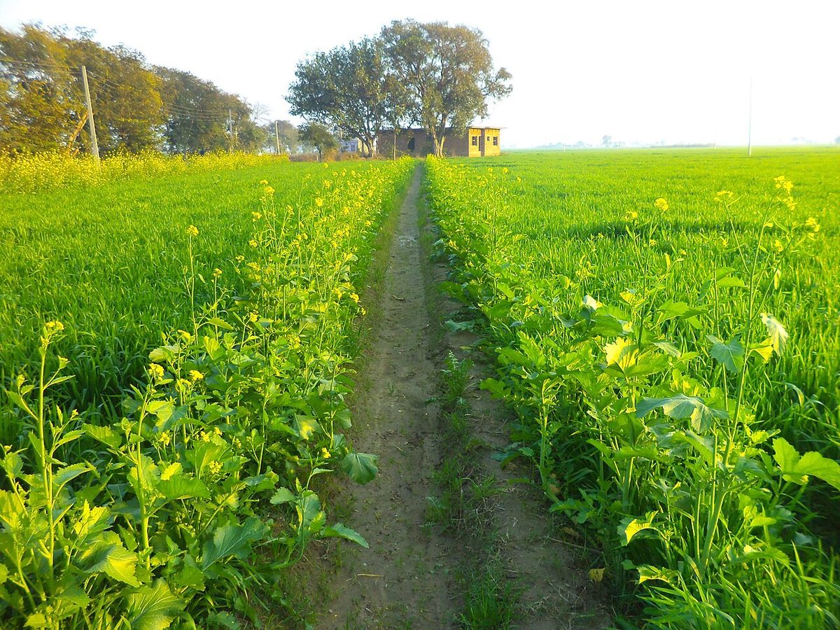 Aloona Tola (mustard in wheat field ).JPG