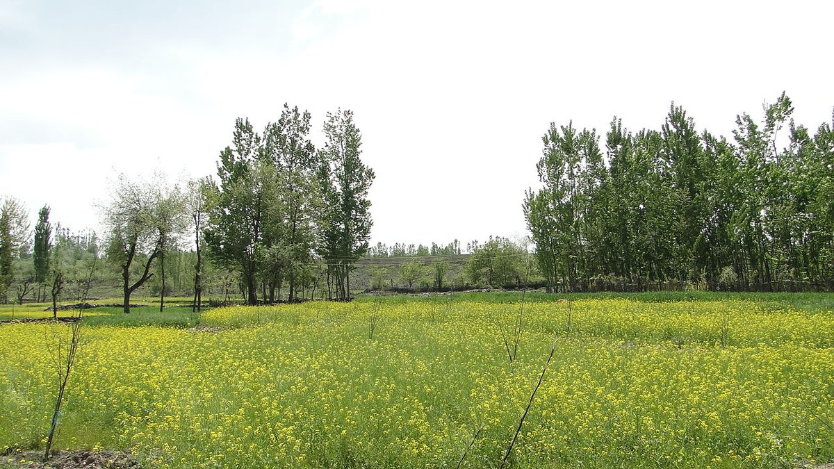 Doodhpathri - Mustard fields on the way southwest Jammu Kashmir India.jpg