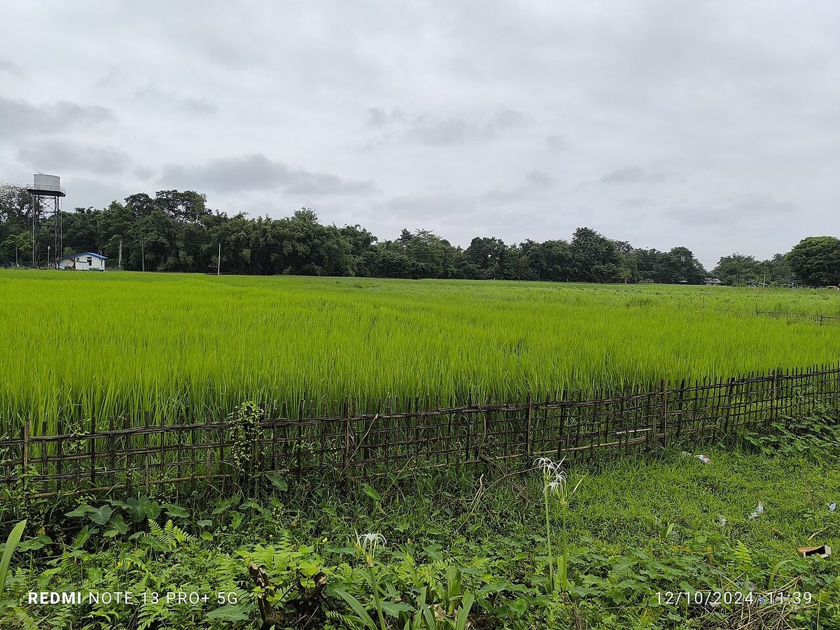 Green Paddy field in Dibrugarh,Assam,India.jpg