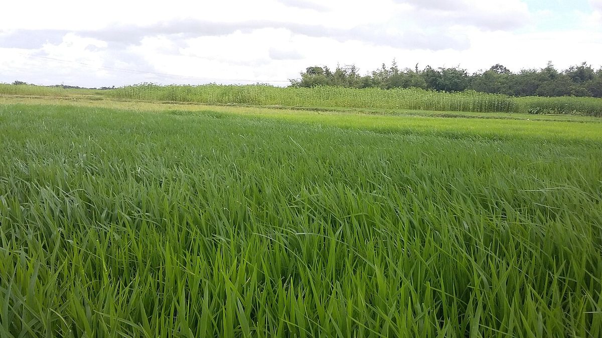 Green india.jpg