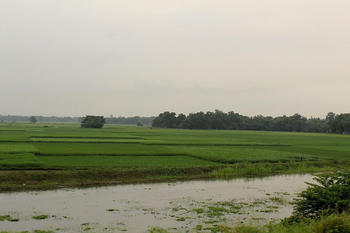 Paddy fields on the outskirts of Kolkata.jpg