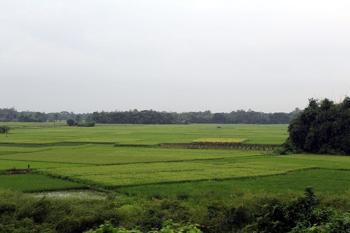 Paddy fields on the outskirts of West Bengal, enroute to Orissa.jpg