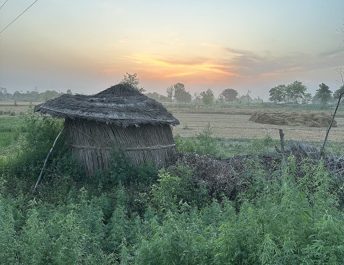 Harduaganj wheat field.jpg