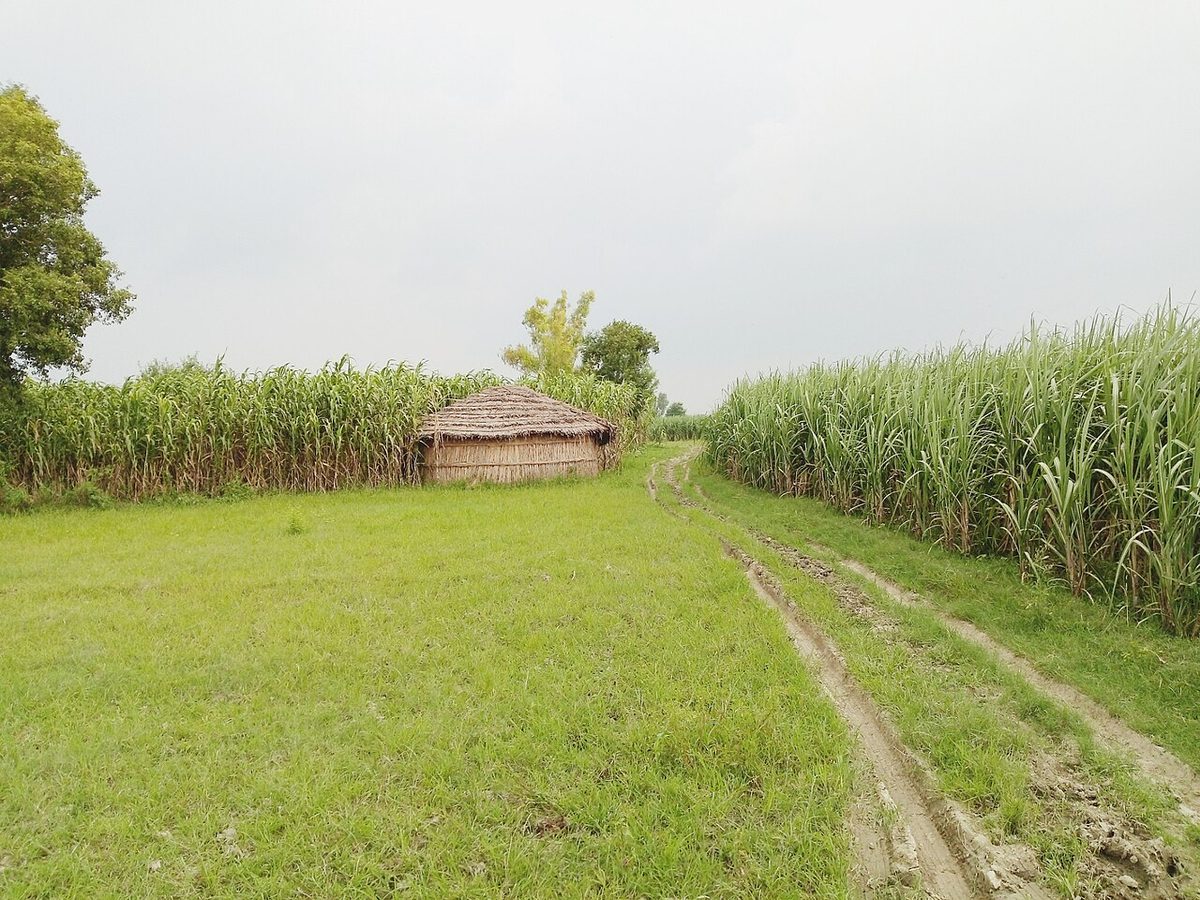 (Gularwala) Bhudia Village.jpg