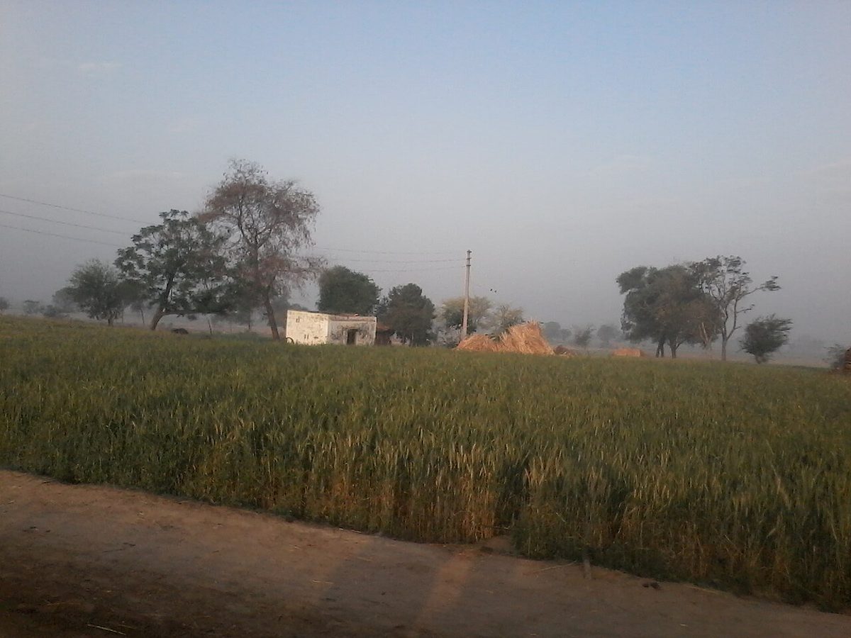 Bhidauni Fields.jpg
