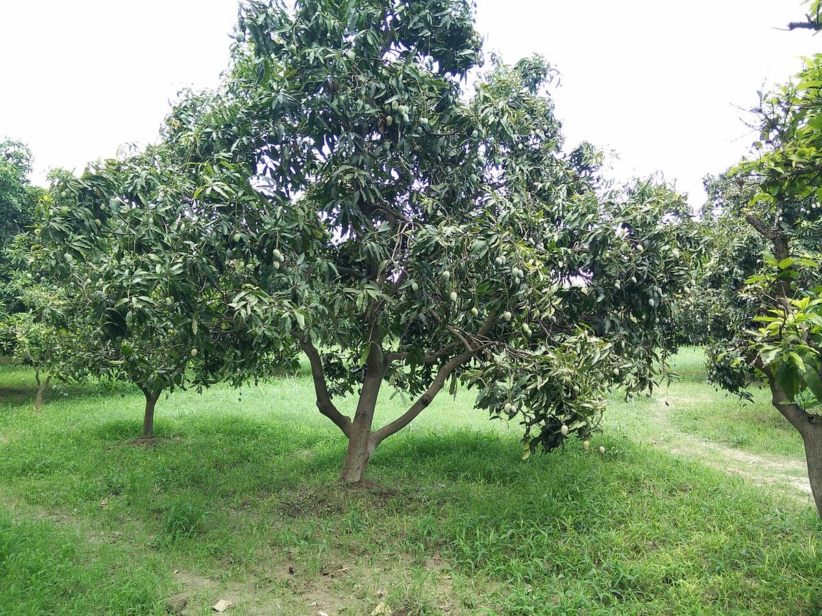 Mango orchard in Lucknow.jpg