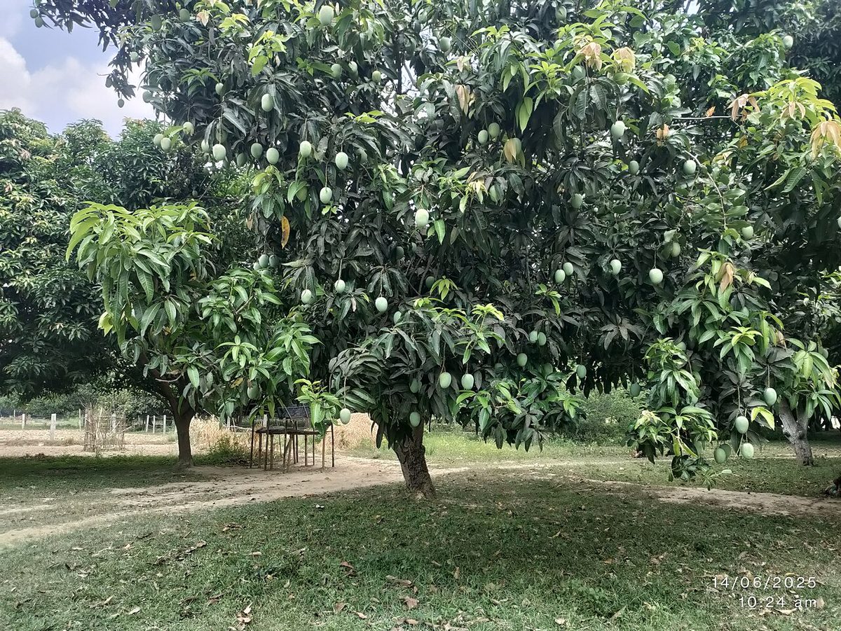 Mango Orchard in Nazra Village, Benipatti Block, Madhubani District, Bihar, India.jpg