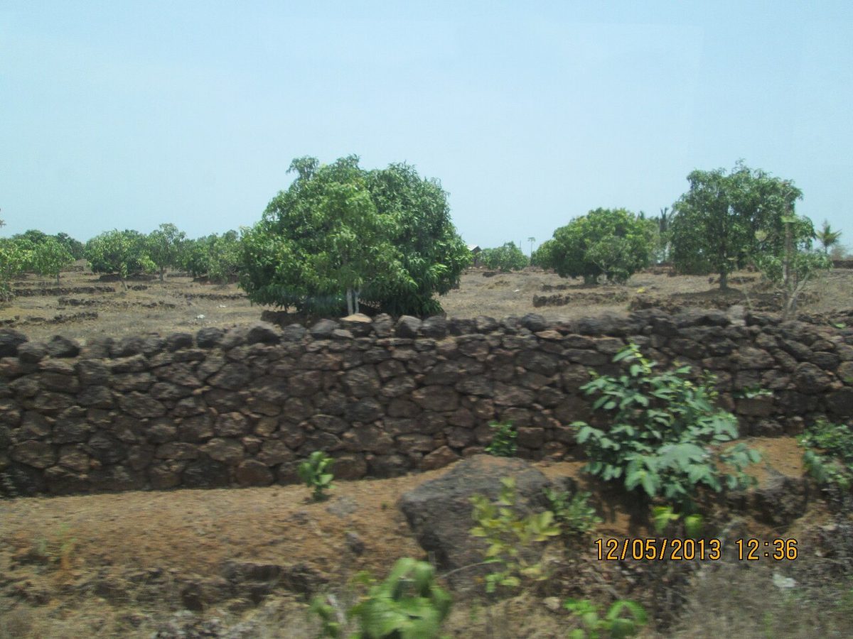 Mango Orchards.JPG