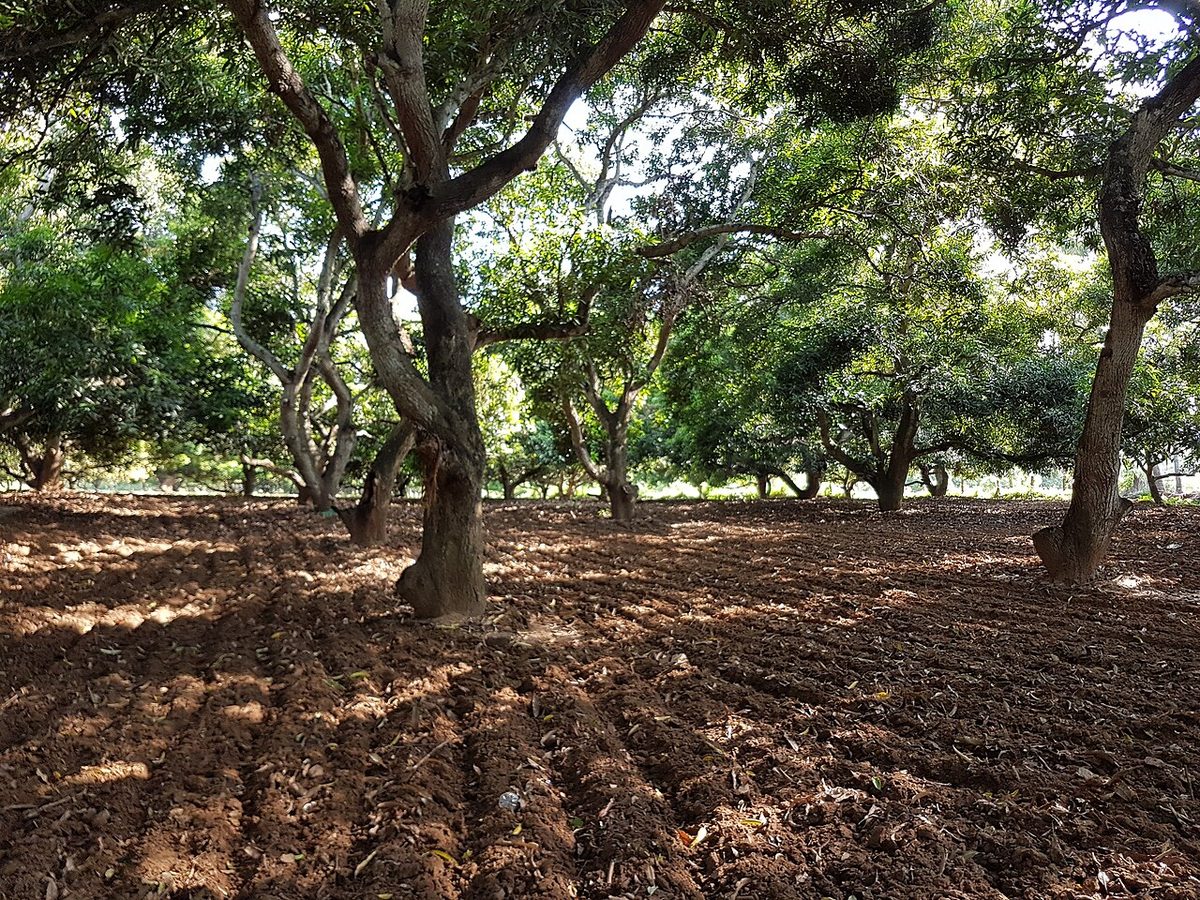 Mango farm.jpg
