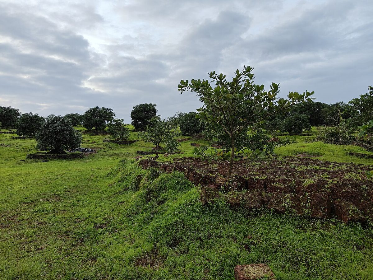 Mango orchard in lateritic plateau.jpg