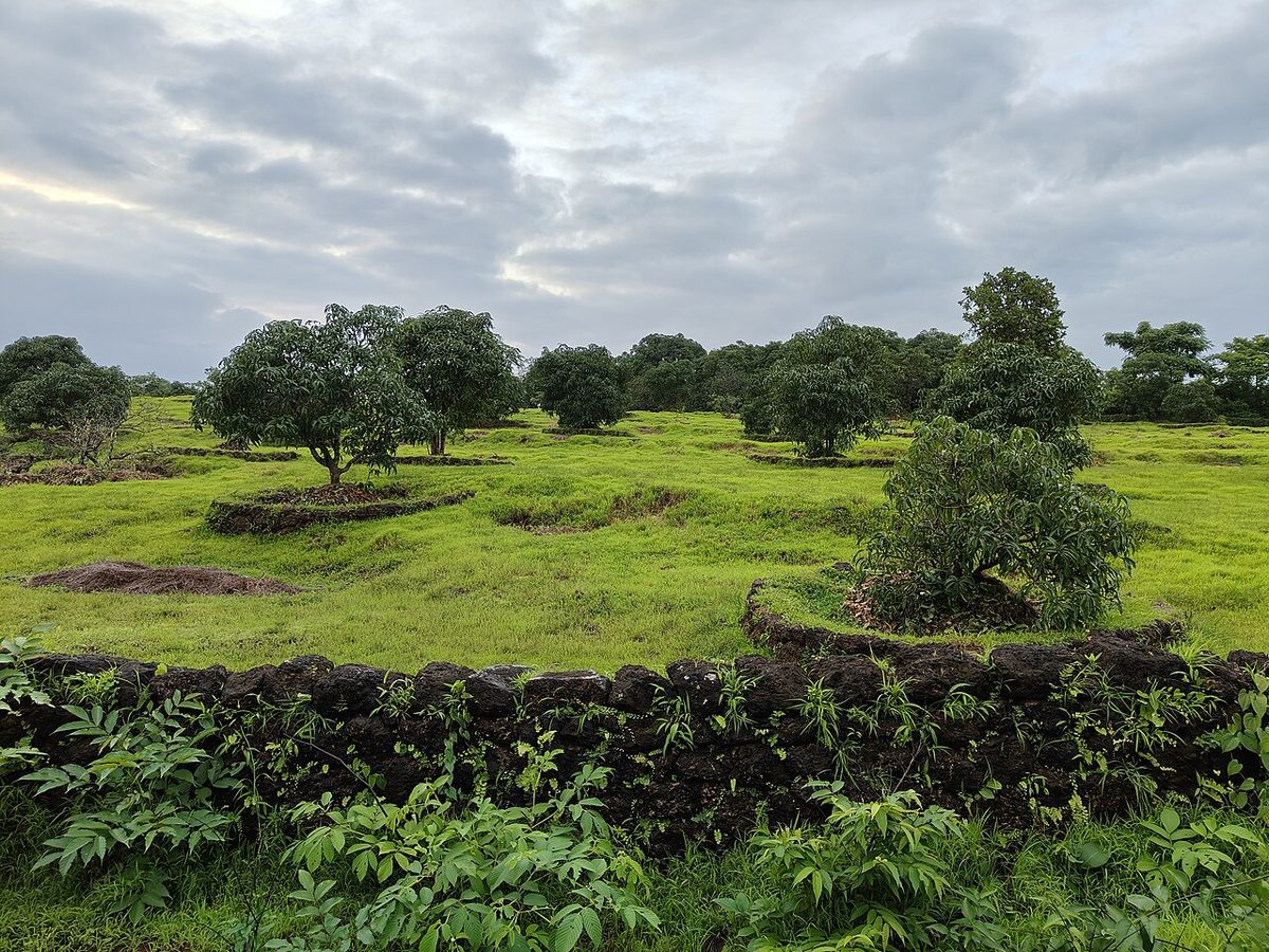 Mango orchard in lateritic plateau 2.jpg