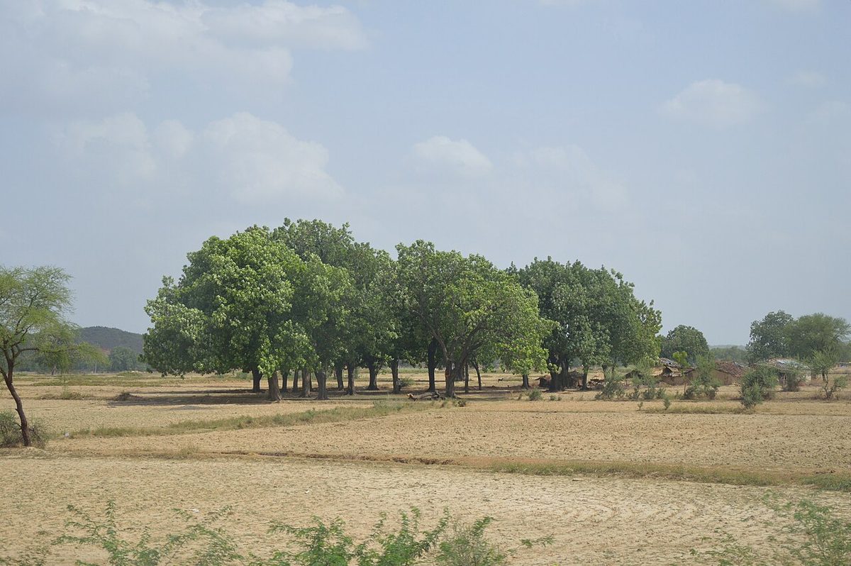 Open agricultural land with trees near Agra