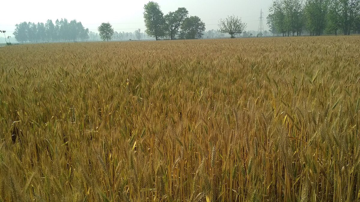 A Farm of Wheats in India. jpg.jpg