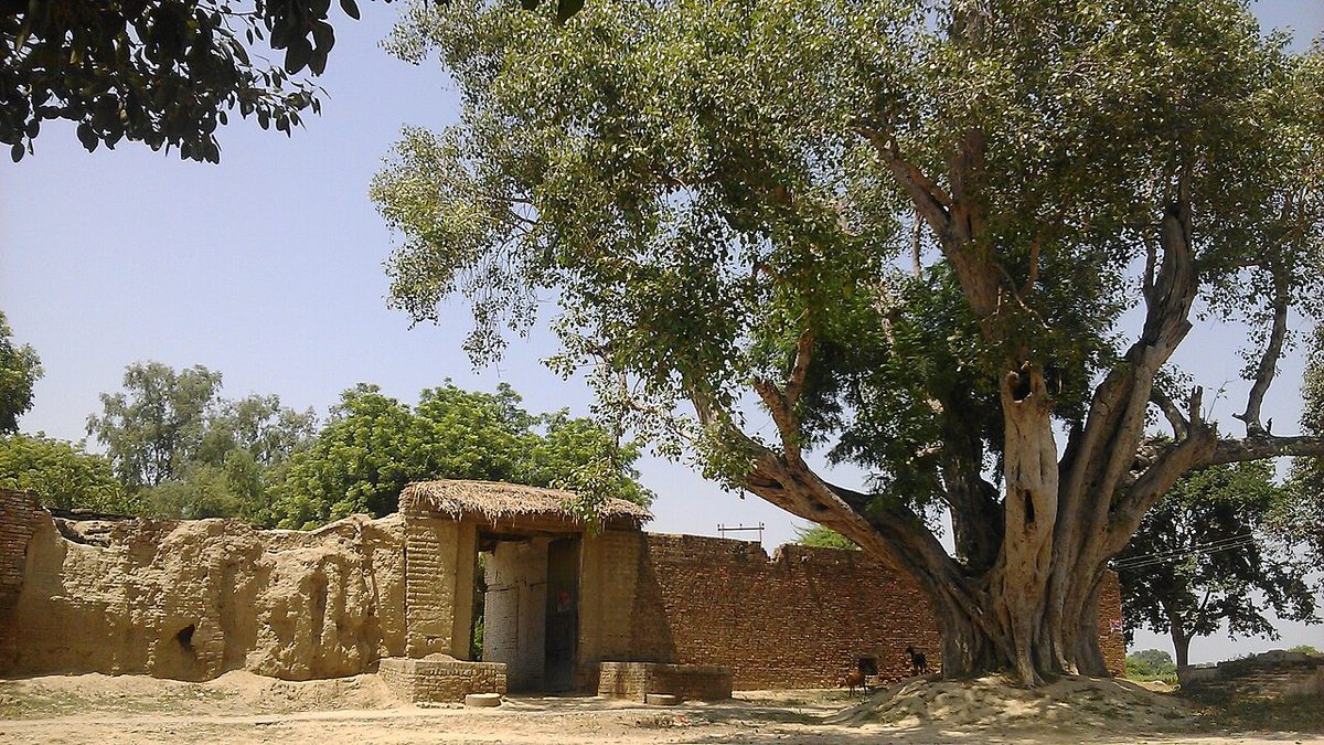 Old Peepal Tree.jpg