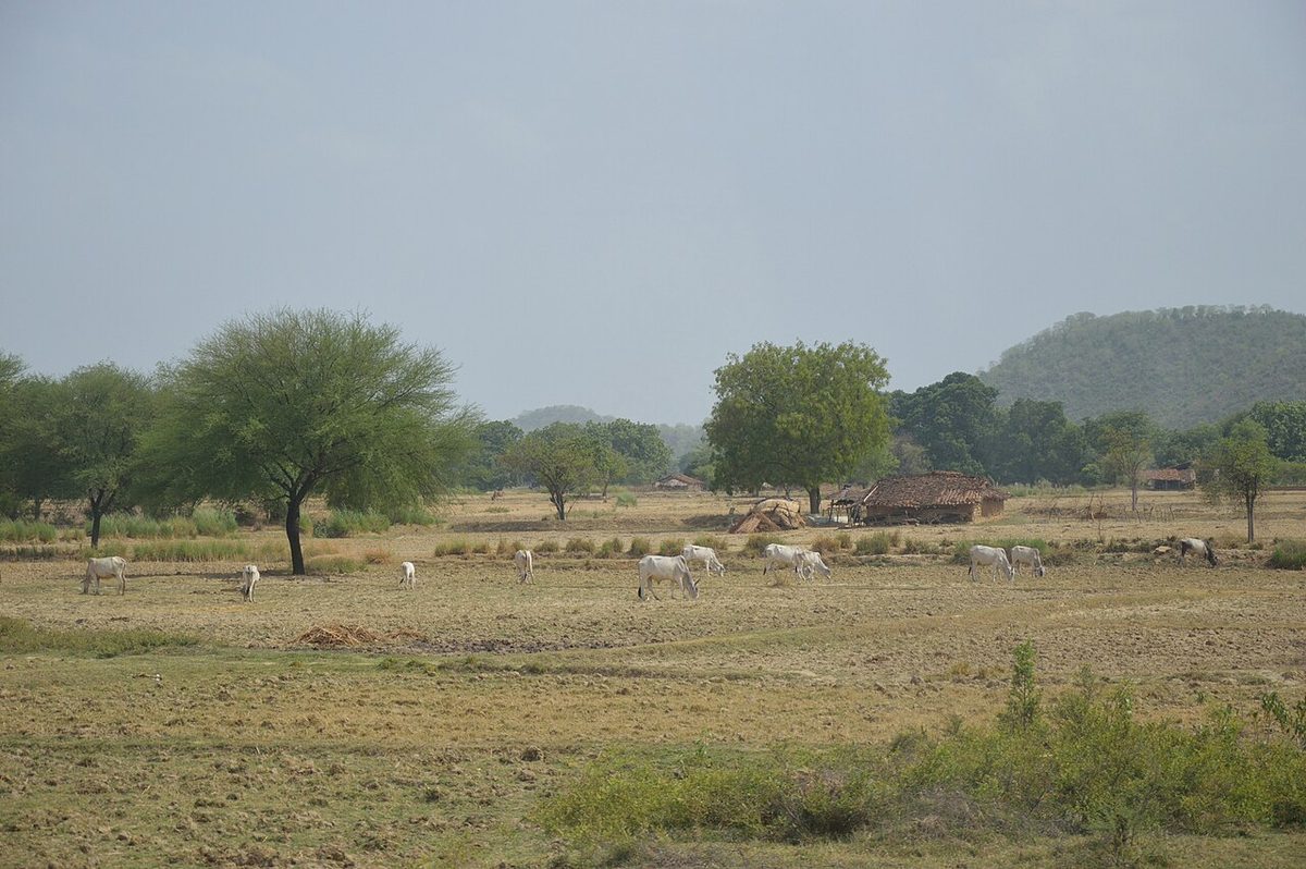 Landscape - Chitrakoot - Uttar Pradesh - 2014-07-04 5709.JPG