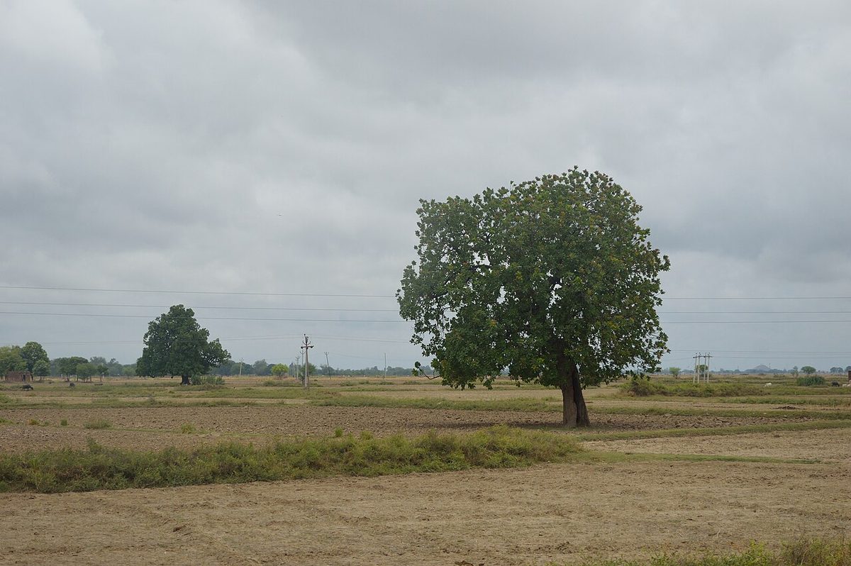 Landscape - Chitrakoot - Uttar Pradesh - 2014-07-06 7235.JPG