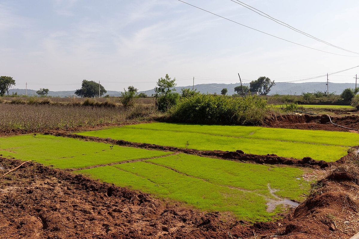 Paddy nursery in Raichur, Karnataka.jpg